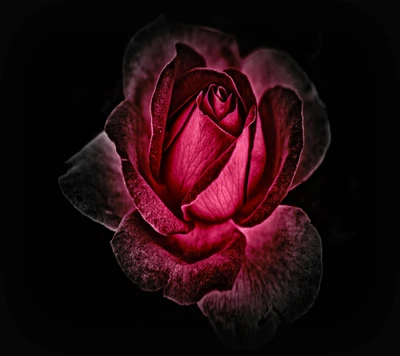 Elegante flor de rosa oscura