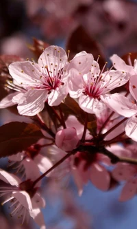 Delicate Pink Blossoms Among Lush Green Foliage