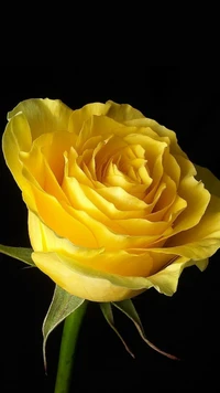 Elegant Yellow Rose on a Dark Background