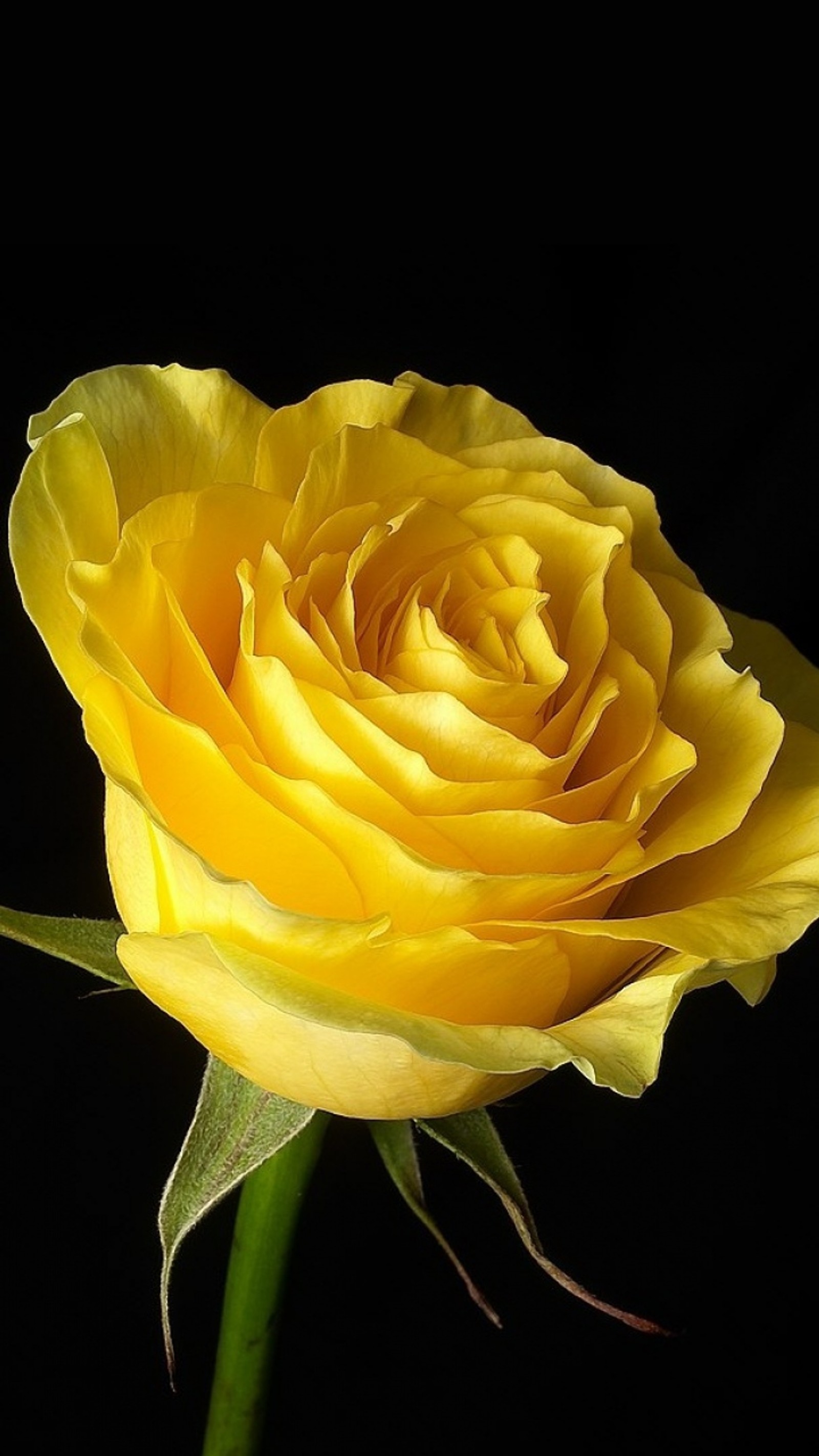 Yellow rose with a black background (background, beautiful, beautiful rose, flower, hd)