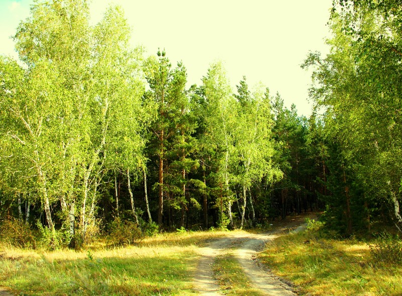 Арафированная грунтовая дорога в лесу с деревьями и травой (лес, дерево, растительность, заповедник, умеренный хвойный лес)