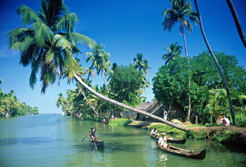 Люди катаются на каноэ по реке с пальмами (алаппужа, alappuzha, тропики, дерево, вода)