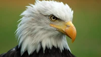 Close-up of a majestic bald eagle, showcasing its striking features and sharp beak.