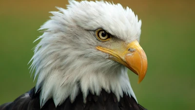 Close-up of a majestic bald eagle, showcasing its striking features and sharp beak.