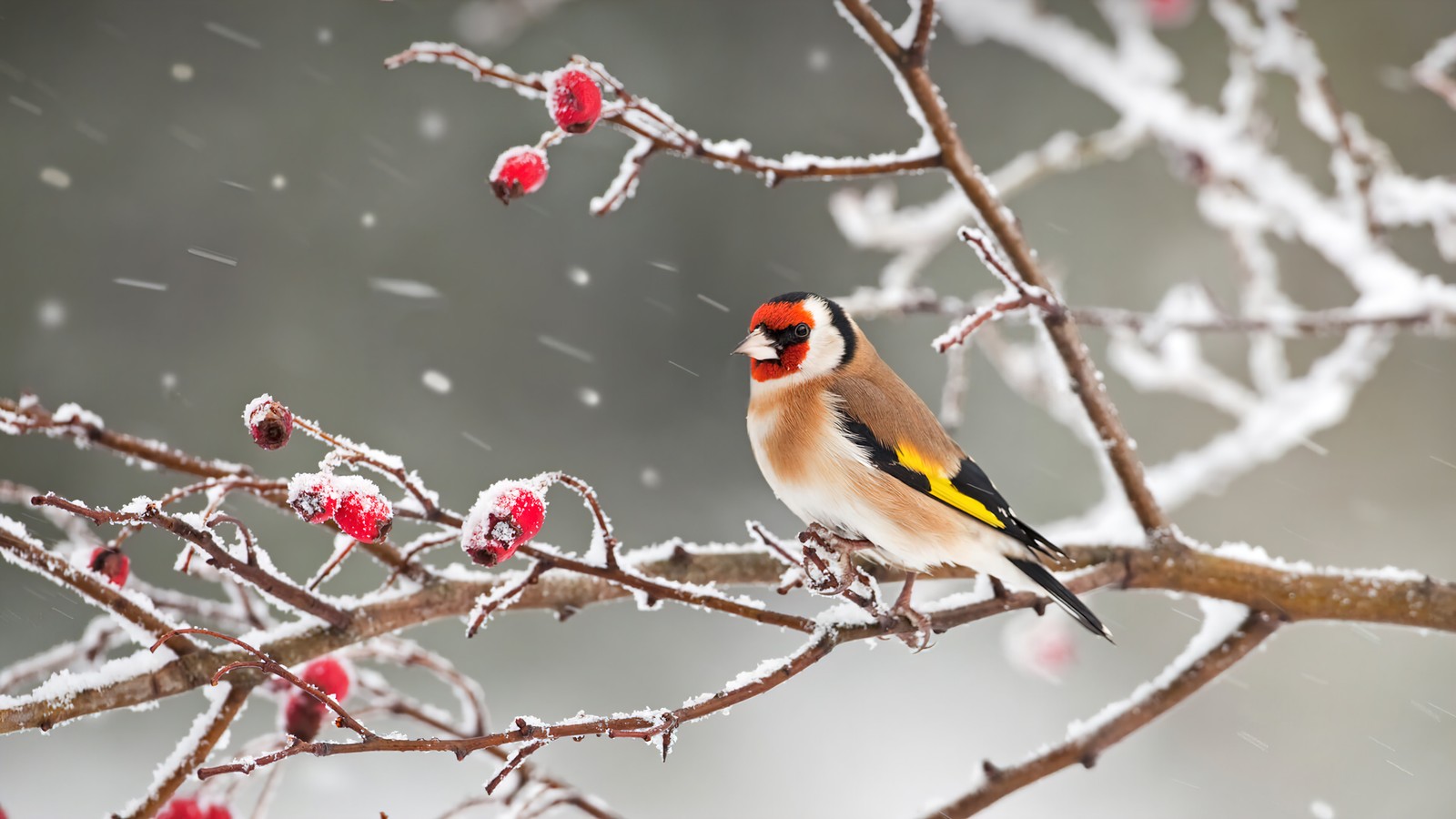 Ein vogel sitzt auf einem ast eines baumes im schnee (vogel, schnee, tiere)