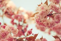 Pink Cherry Blossom in Full Bloom