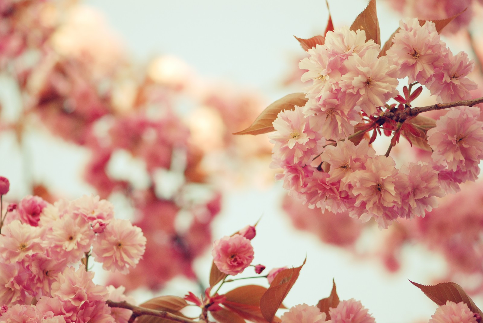 There is a close up of a tree with pink flowers (flower, pink, blossom, spring, cherry blossom)