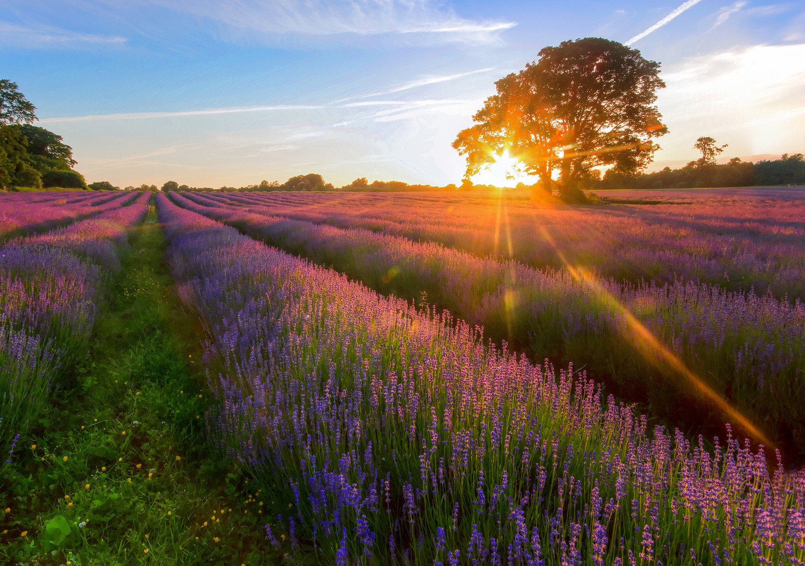 Lavendelfeld bei sonnenuntergang mit sonnenstrahlen und bäumen (lavendel, feld, englische lavendel, morgen, wiese)