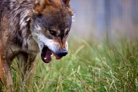 A close-up of a wolf with an intense expression, showcasing its powerful build and sharp teeth in a grassy setting.