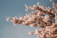 Rama de flor de cerezo contra un cielo azul claro