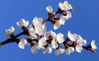 Rama de flor de cerezo en plena floración contra un cielo azul claro