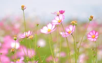 flowering plant, plant, petal, garden cosmos, pink