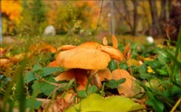 Vibrant Penny Bun Mushroom Amidst Autumn Leaves and Grasses