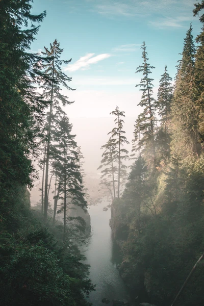 Misty Wilderness: Spruce Fir Forest and Tranquil Waterway