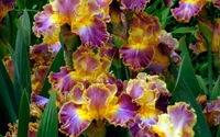 Lebendige Cattleya-Orchideen in Blüte: Eine farbenfrohe Frühlingsgarten-Darstellung