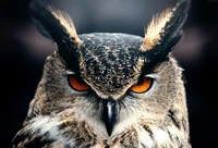 Gros plan d'un hibou grand-duc avec des yeux orange frappants