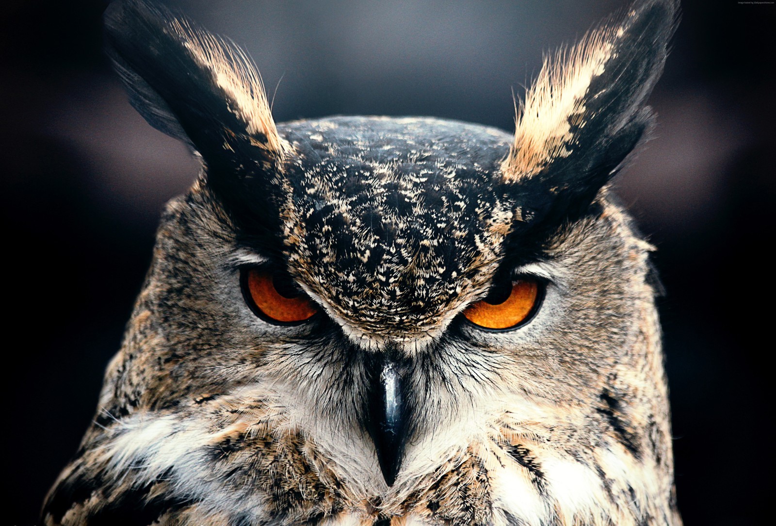 great horned owl, owl, bird, eastern screech owl, bird of prey wallpaper