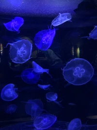 jellyfish, marine biology, marine invertebrates, blue, majorelle blue wallpaper