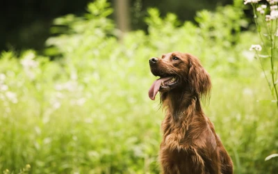 golden retriever, raça de cachorro, setter inglês, retriever da nova escócia, focinho