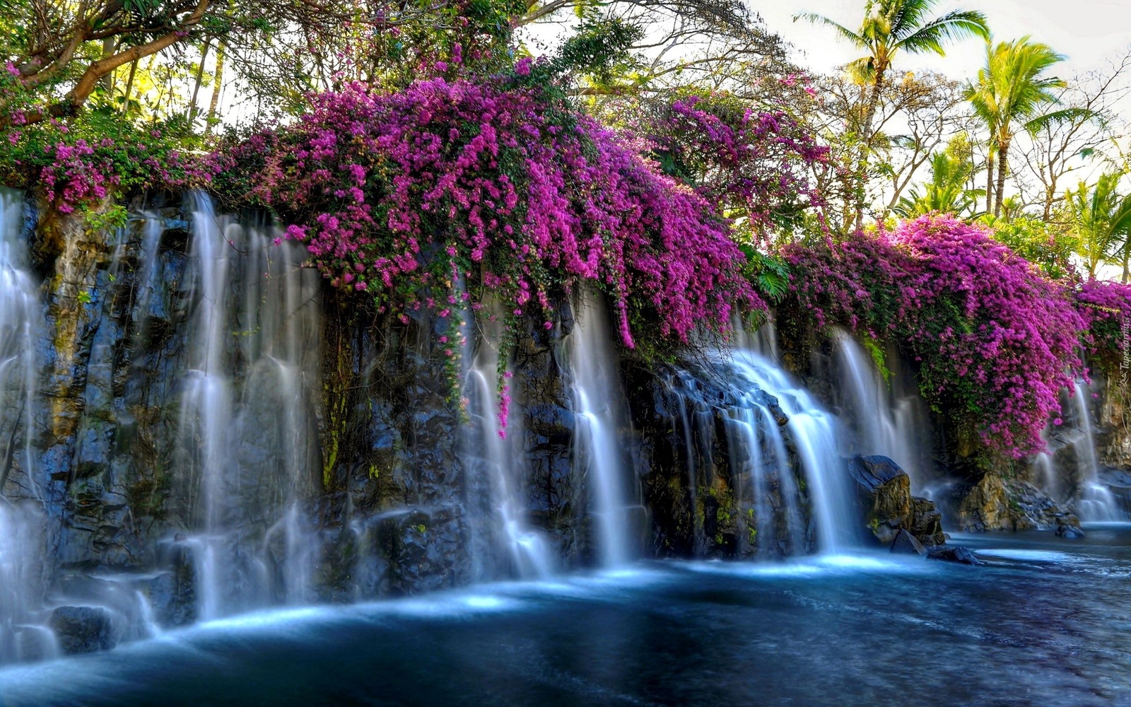 Una cascada con flores moradas y árboles de fondo (cascada, flor, cuerpo de agua, naturaleza, agua)