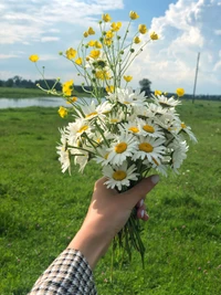 A hand holding a vibrant bouquet of oxeye daisies and yellow wildflowers against a lush green field and a serene body of water under a blue sky.