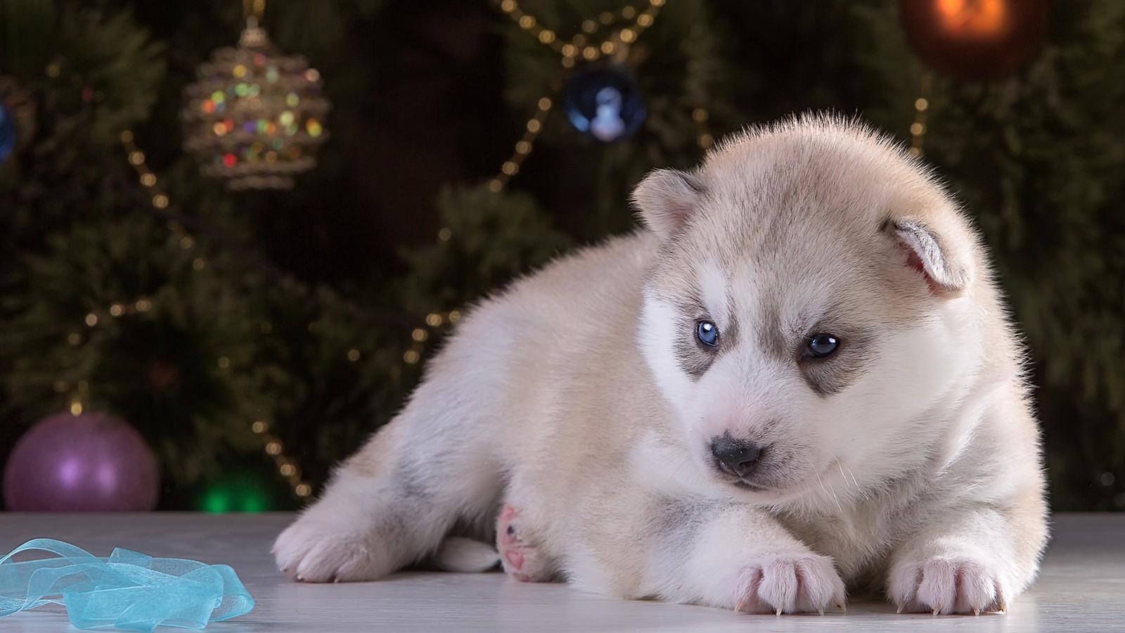 Un chiot adorable assis sur une table à côté d'un sapin de noël (husky sibérien, chiot, race de chien, chien, chiens de race)