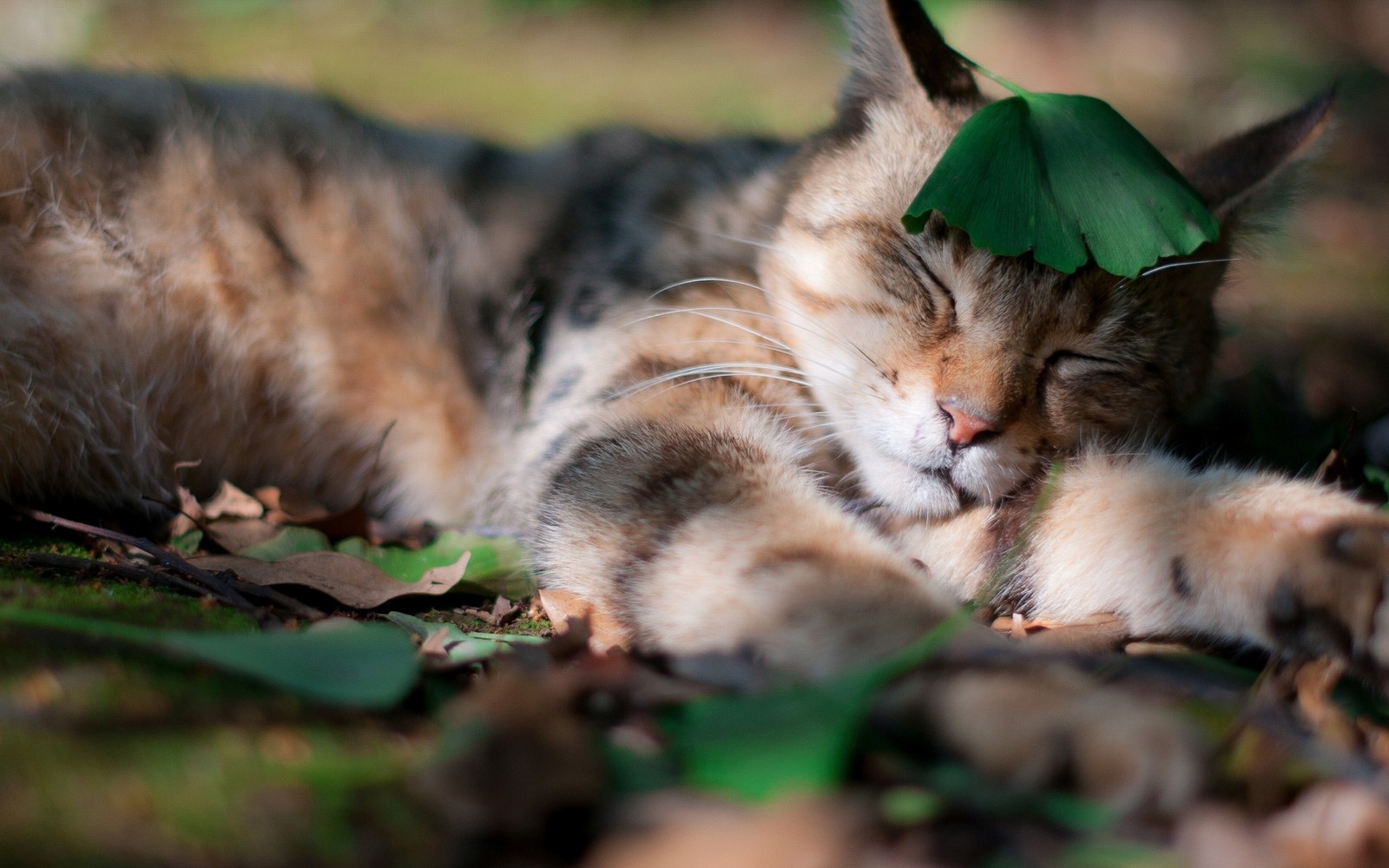 Il y a un chat allongé avec un chapeau vert (chat tigré, chaton, felidae, faune, animal)