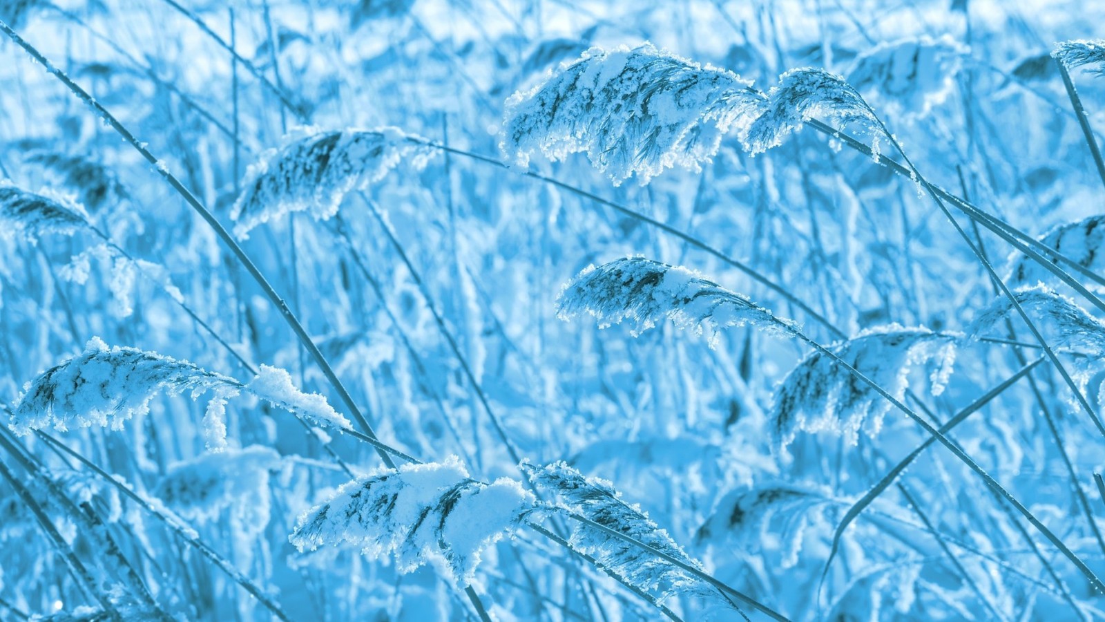 A close up of a field of tall grass covered in frost (winter, blue, grass family, water, grass)