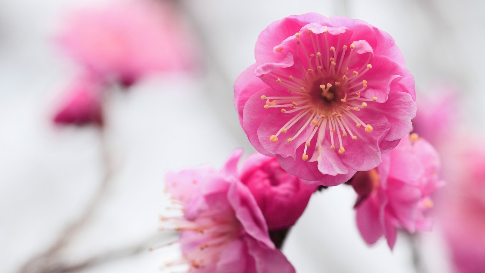 Um close em uma flor rosa com fundo branco (flor, rosa, pétala, planta, primavera)