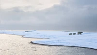 Costa ártica com ursos polares em terra coberta de neve sob um céu nublado.