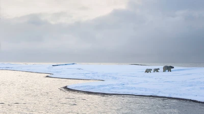 Arctic coastline with polar bears on snow-covered land under a cloudy sky.