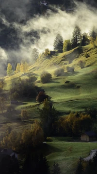 Mist-Shrouded Highlands: A Serene Landscape of Trees and Sunlight