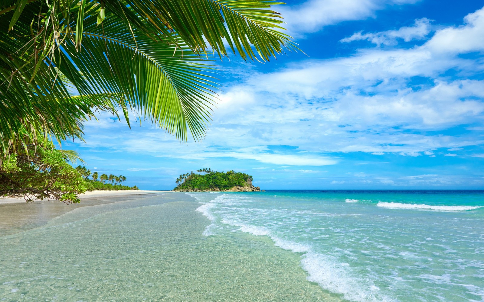 Une vue d'une plage avec un palmier et un plan d'eau (plage, tropiques, mer, océan, caribéen)