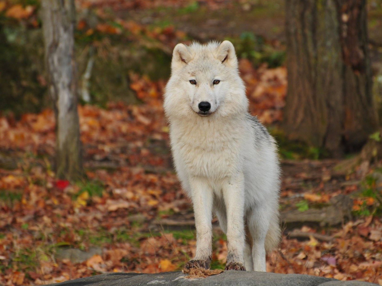 Ein weißer wolf steht auf einem felsen im wald (wolfshund, wildleben, weiß, fauna, tschechoslowakischer wolfhund)