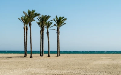 Scène de plage tranquille avec des palmiers et vue sur l'océan