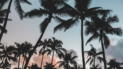 Tropical Palm Trees Silhouetted Against a Colorful Sky