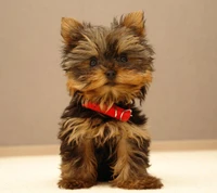 Adorável filhote de Yorkshire Terrier com pelagem fofa e coleira vermelha