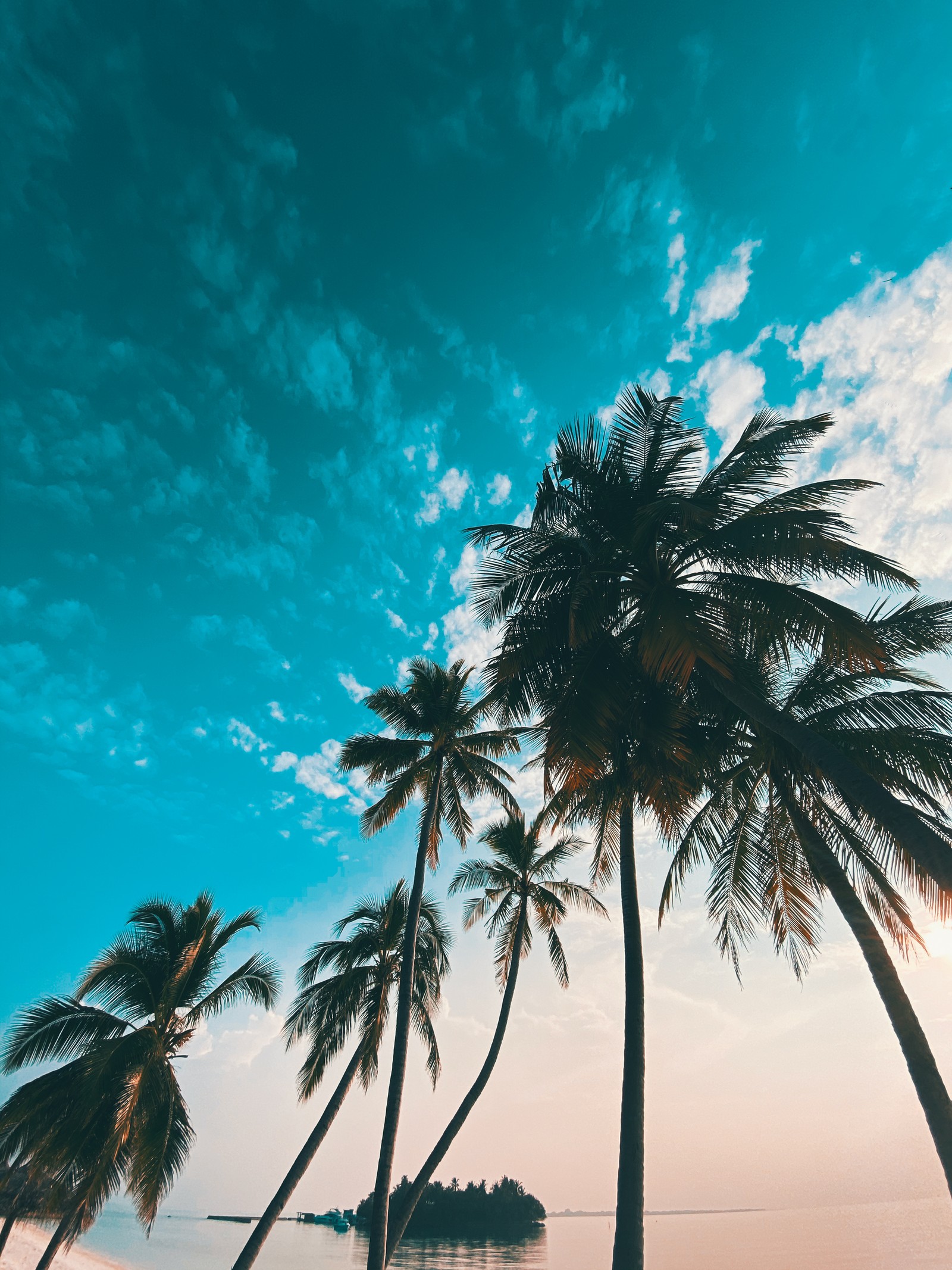 Des palmiers sur la plage avec un ciel bleu et de l'eau (coucher de soleil, birdeye)