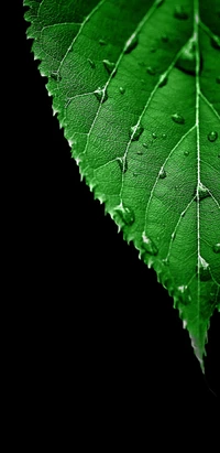 amoled, black, green, hd, leaf wallpaper