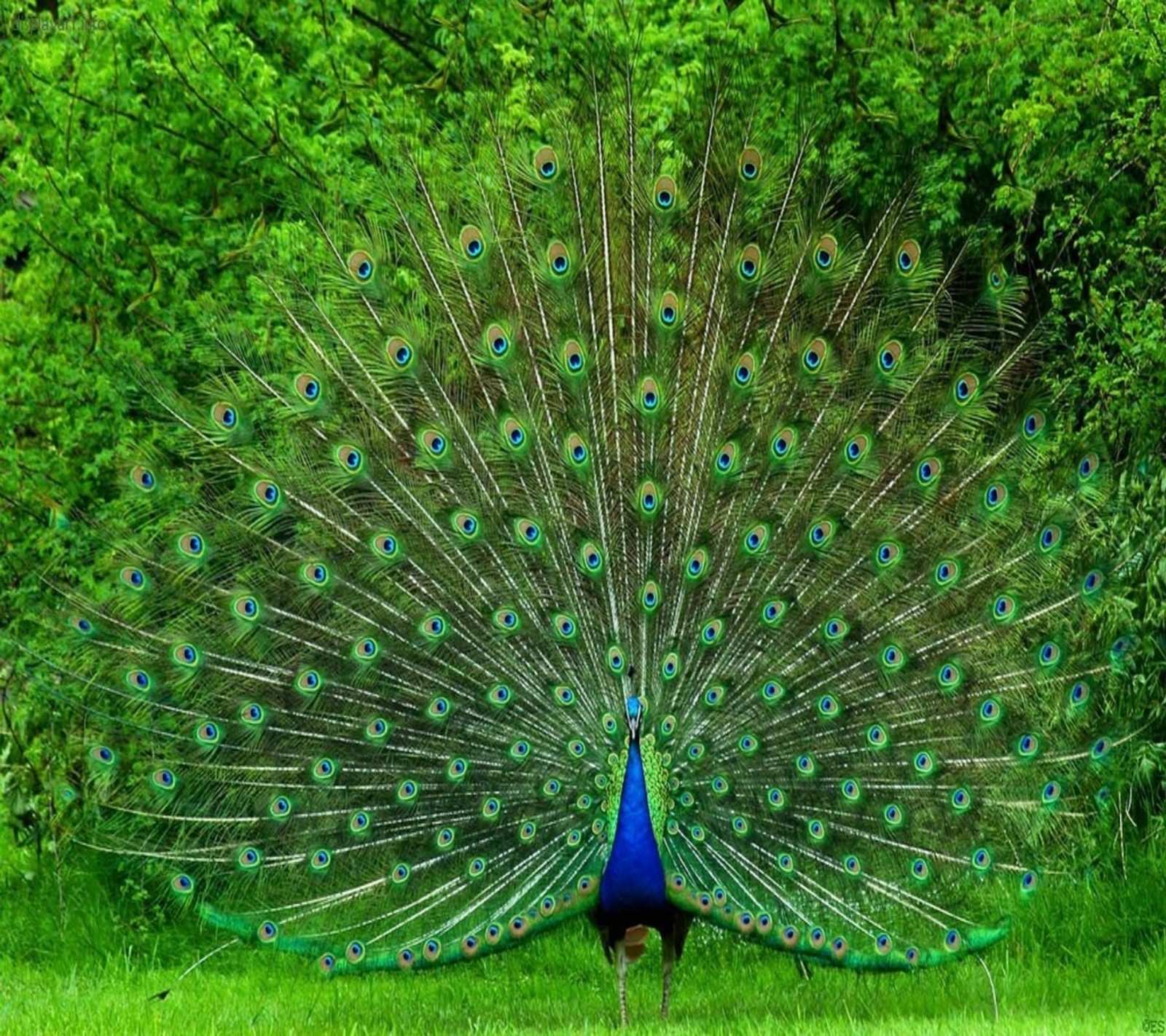 Paon avec ses plumes déployées devant une forêt (animal, oiseau, nature, paon)