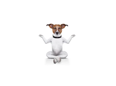 perro, divertido, meditación, fondo de pantalla, blanco