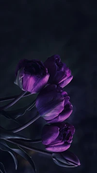 dark, flowers, purple, tulips wallpaper