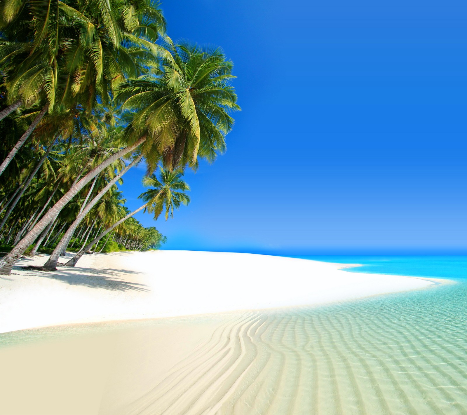 Arafed view of a beach with palm trees and clear water (abstract, landscape, love, nature, view)