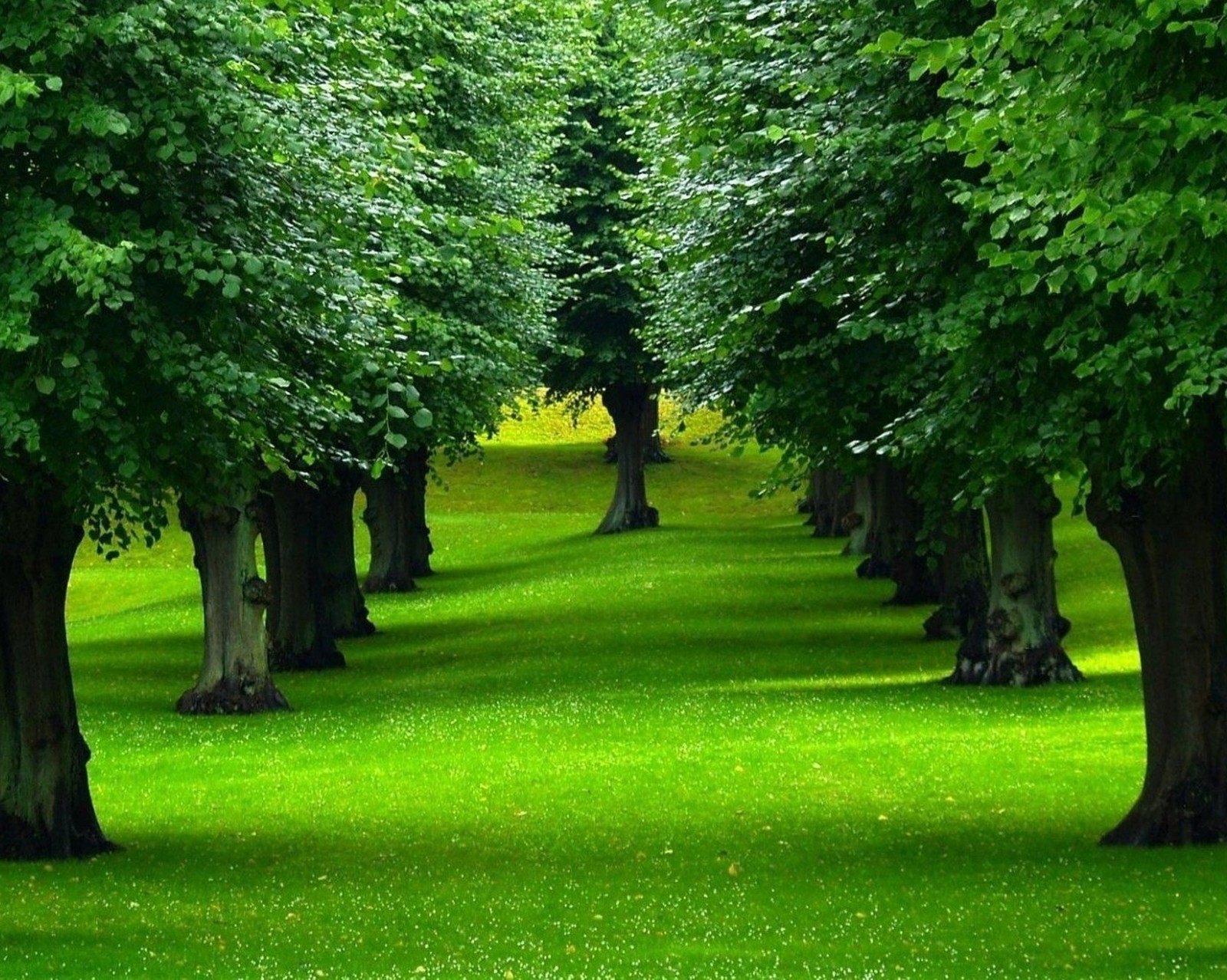 Trees line a grassy path in a park with green grass (garden, green, nature, trees)