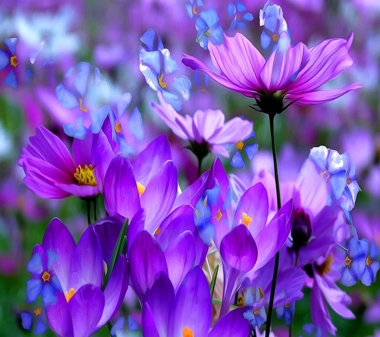 Purple flowers with blue and yellow centers in a field (look, nice)