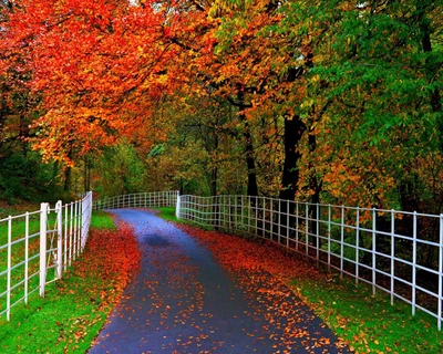 Charmanter Herbstweg geschmückt mit lebhaften Laub