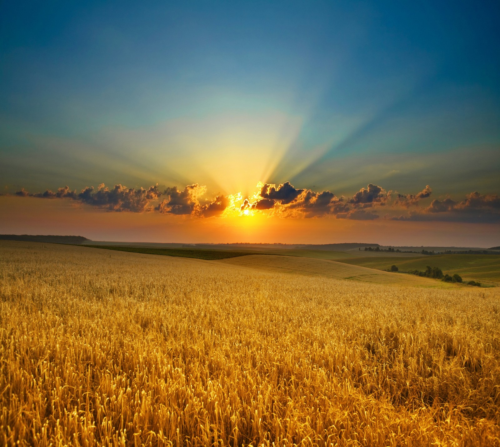 Nahaufnahme eines weizenfeldes bei sonnenuntergang (abej, beograd, land, serbien)