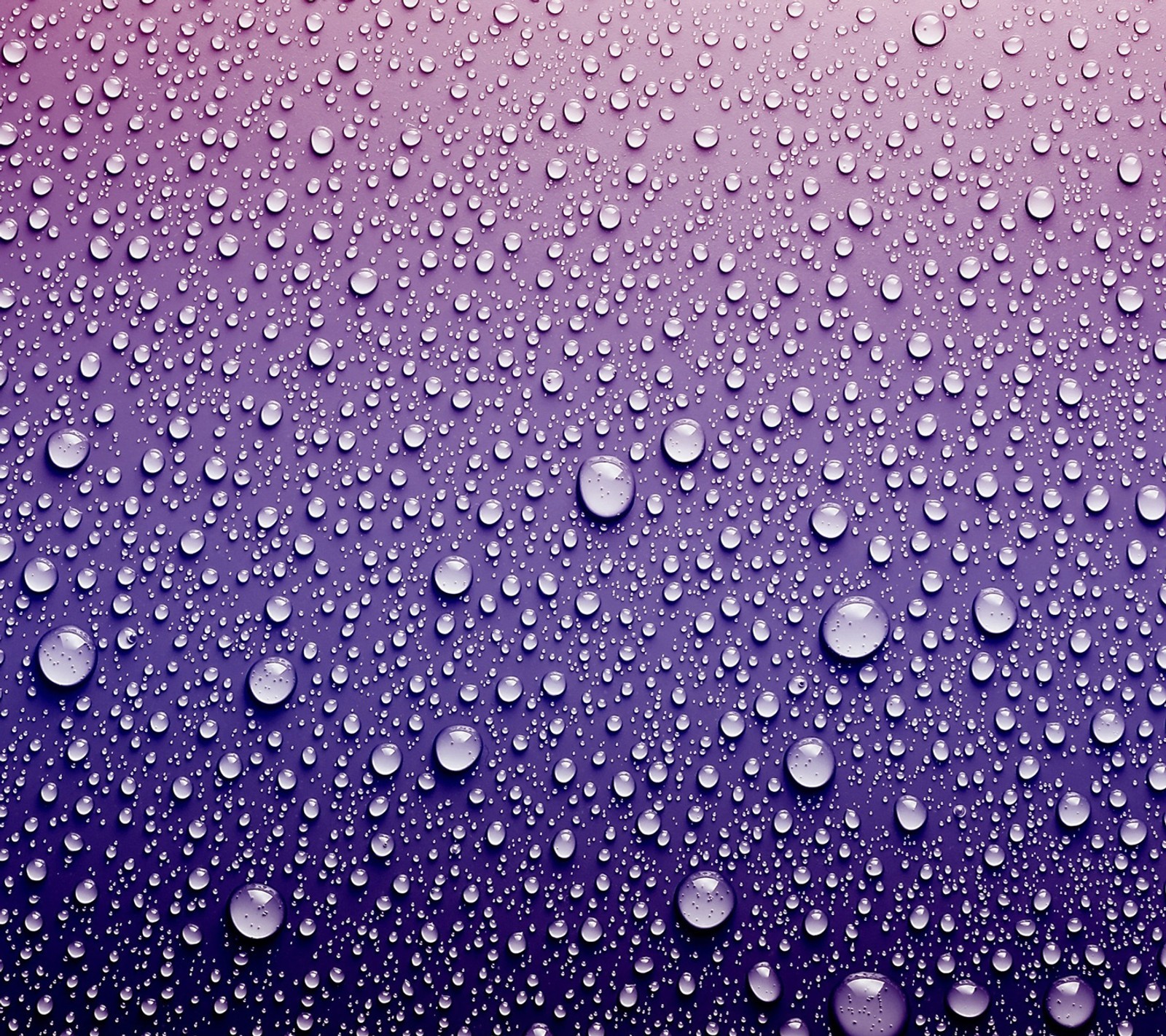 Close-up de gotas de água em um fundo roxo (orvalho, gotas, chuva, água, molhado)