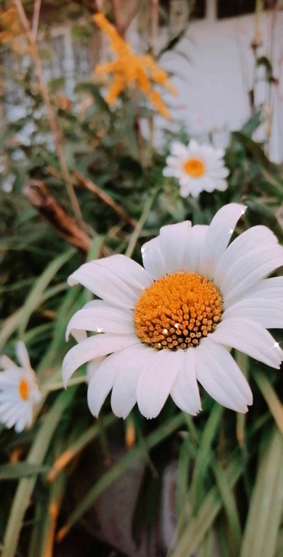 marguerite, fleurs