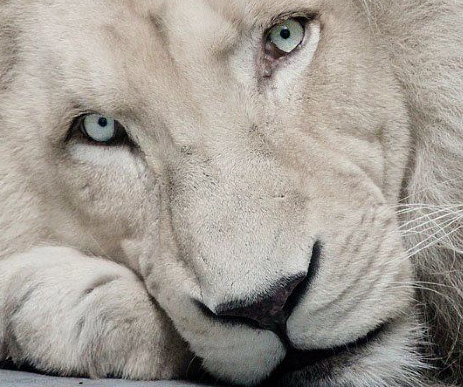 There is a white lion laying down with its eyes open (animals, big cats, lions)